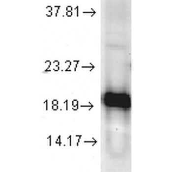SOD1 (Cu/Zn) Antibody (HRP)