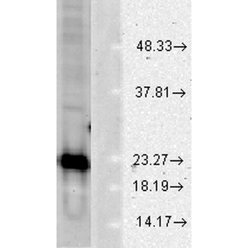 SOD1 (Cu/Zn) Antibody (PerCP)