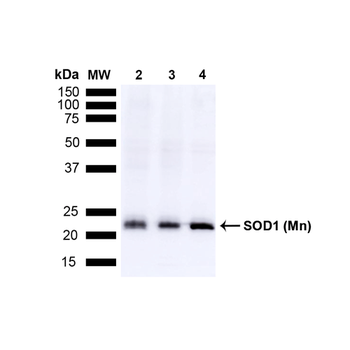 SOD2 (Mn) Antibody (PerCP)