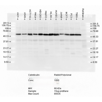 Calreticulin Antibody (PerCP)