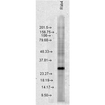 Rab4 Antibody (APC)