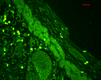 Rab4 Antibody (FITC)