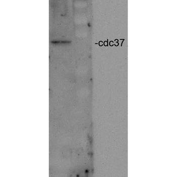 CDC37 Antibody (RPE)