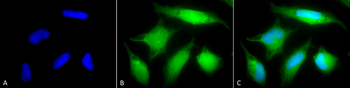 Rab5 Antibody (RPE)
