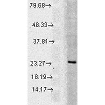 Rab5 Antibody (RPE)