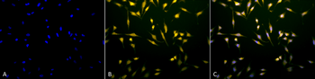 Rab5 Antibody (RPE)