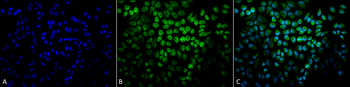 TNF-R1 Antibody (FITC)
