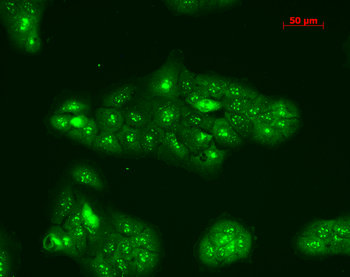 TNF-R1 Antibody (FITC)