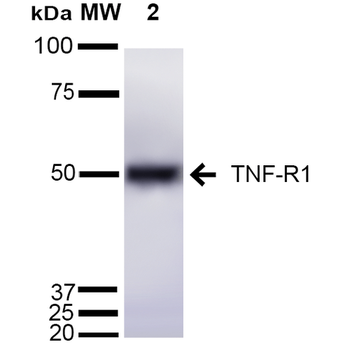 TNF-R1 Antibody (HRP)