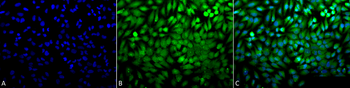 p38 Antibody (RPE)