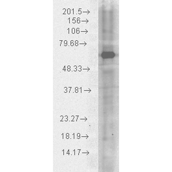 HSP70 Antibody (FITC)