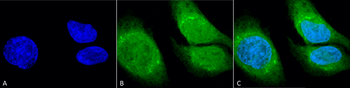GRP78 (Bip) Antibody (PerCP)