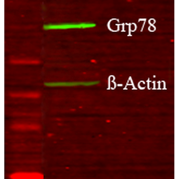 GRP78 (Bip) Antibody (RPE)