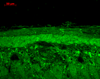HSP22 Antibody (HRP)