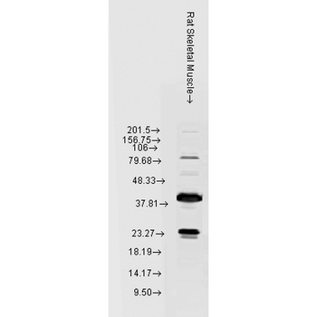 HSP22 Antibody (PerCP)