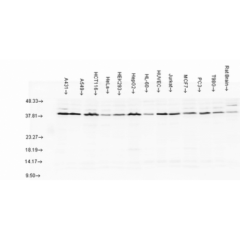 AHA1 Antibody (HRP)