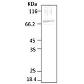 HSP70 (P. falciparum) Antibody (Biotin)
