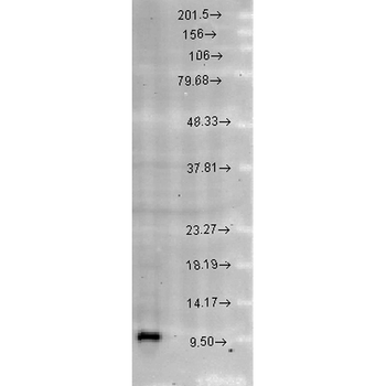 Cpn10 Antibody (APC)
