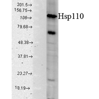 HSP110 Antibody (HRP)