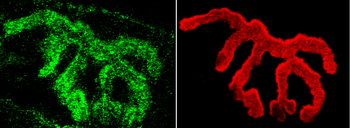 Piccolo Antibody (FITC)