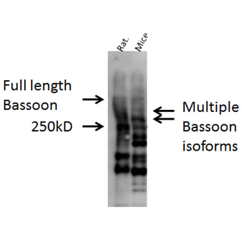 Bassoon Antibody (HRP)