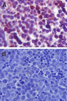 TLR4 Antibody (APC)