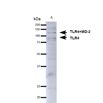TLR4 Antibody (Biotin)