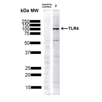 TLR4 Antibody (FITC)