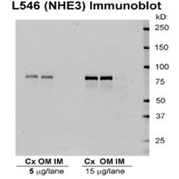 NHE3 Antibody (APC)