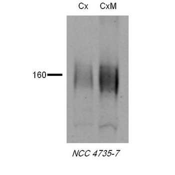 NCC Antibody (Biotin)