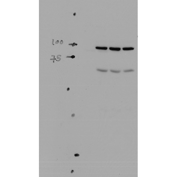 ENaC alpha Antibody (FITC)