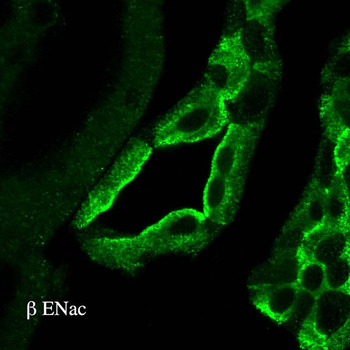 ENaC beta Antibody (HRP)