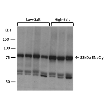 ENaC gamma Antibody (APC)