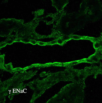 ENaC gamma Antibody (PerCP)