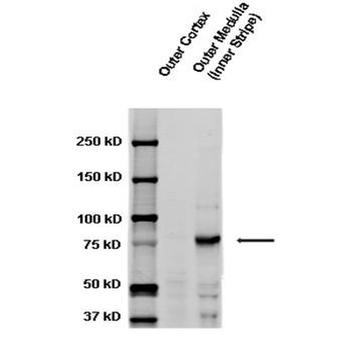 ENaC gamma Antibody (PerCP)