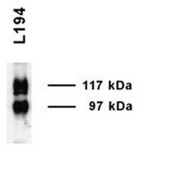 UT-A1 Antibody (FITC)
