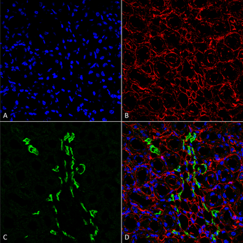 UT-A1 Antibody (FITC)