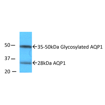 Aquaporin 1 Antibody (PerCP)