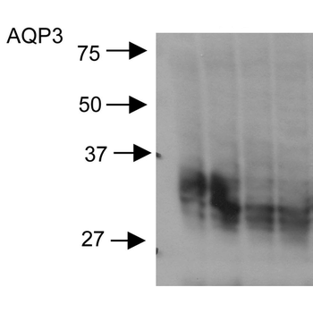 Aquaporin 3 Antibody (PerCP)