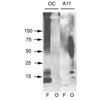 Amyloid Fibrils (OC) Antibody (APC)