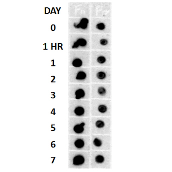 Amyloid Fibrils (OC) Antibody (FITC)