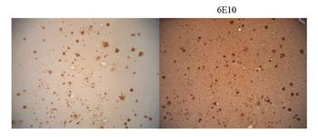Amyloid Fibrils (OC) Antibody (PerCP)