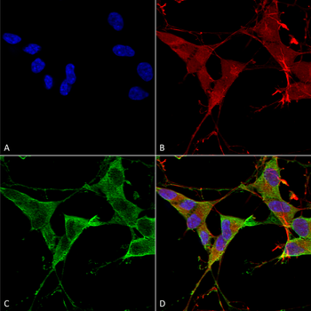 LAR Antibody (APC)