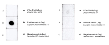 Tau (pThr217) Antibody (Biotin)