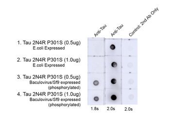 Tau (pThr217) Antibody (APC)