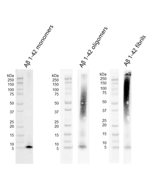 Amyloid Beta Peptide 1-42 Monomers