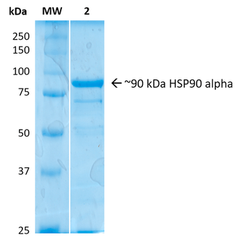 HSP90 alpha Protein