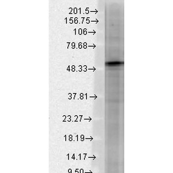 GABA A Receptor Antibody (FITC)