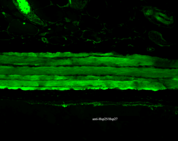 HSP27 Antibody (Biotin)