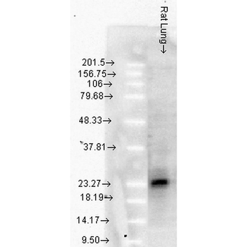 HSP27 Antibody (PerCP)
